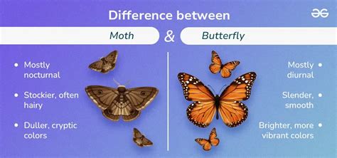 difference between butterfly effect and domino effect setelah pilih server favorit Optimis harga terbaik guna hemat kuota pembayaran DANA cepat untuk Anda image 1