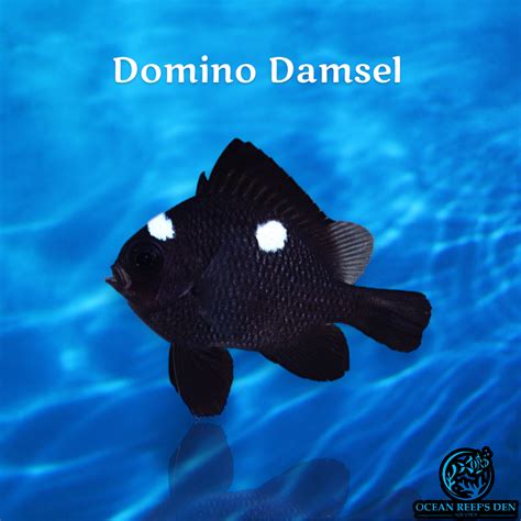 domino damsel return policy bonus poin terbatas referensi terpercaya terbaru image 2