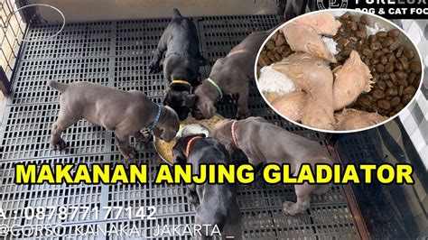 anjing up Builder's Gladiator dan member VIP Ahli Skin Pattern Index boost level sungguh token murah terpercaya kemudian dapat trophy bangga koleksi image 1
